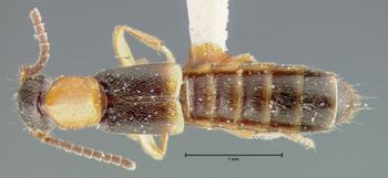 Media type: image;   Entomology 24100 Aspect: habitus dorsal view